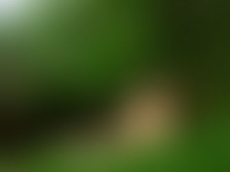 Indoor vs Outdoor Maternity Photoshoot in Orlando: Which Is Best for You?