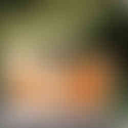 Pregnant woman wearing flowing gold fabric posing at Kelly Rock Springs in Orlando, Florida during a spring maternity photoshoot.