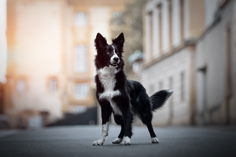 Border collie dans les rues de Metz