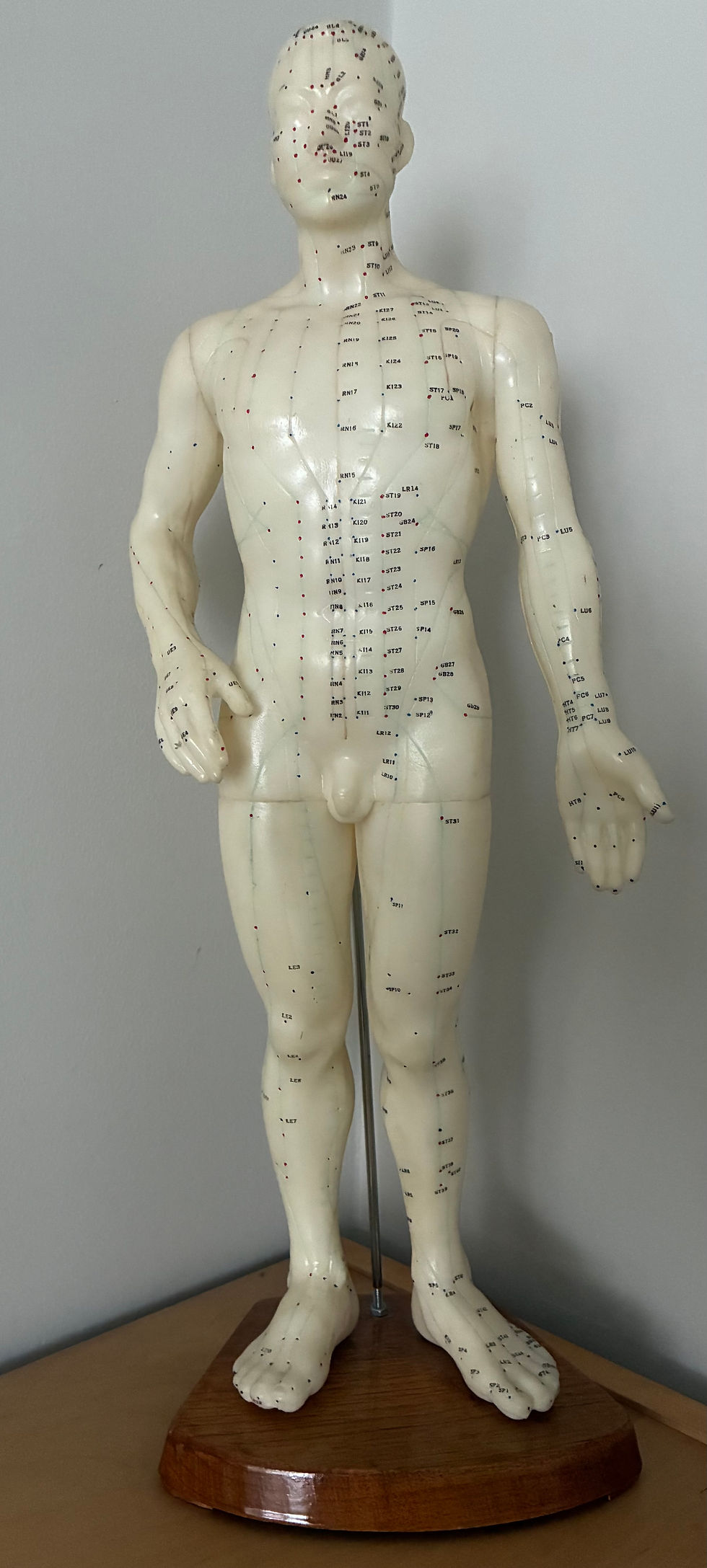 Acupuncture model showing the meridians and many acupuncture points