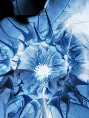 Sunflower, Zairawet cyanotypes