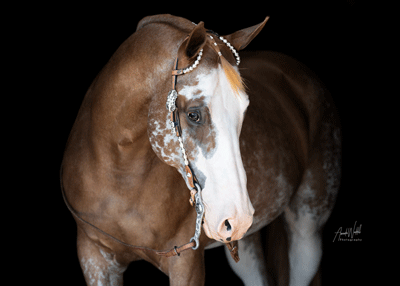 Amanda-Waddell-Photography-web.gif
