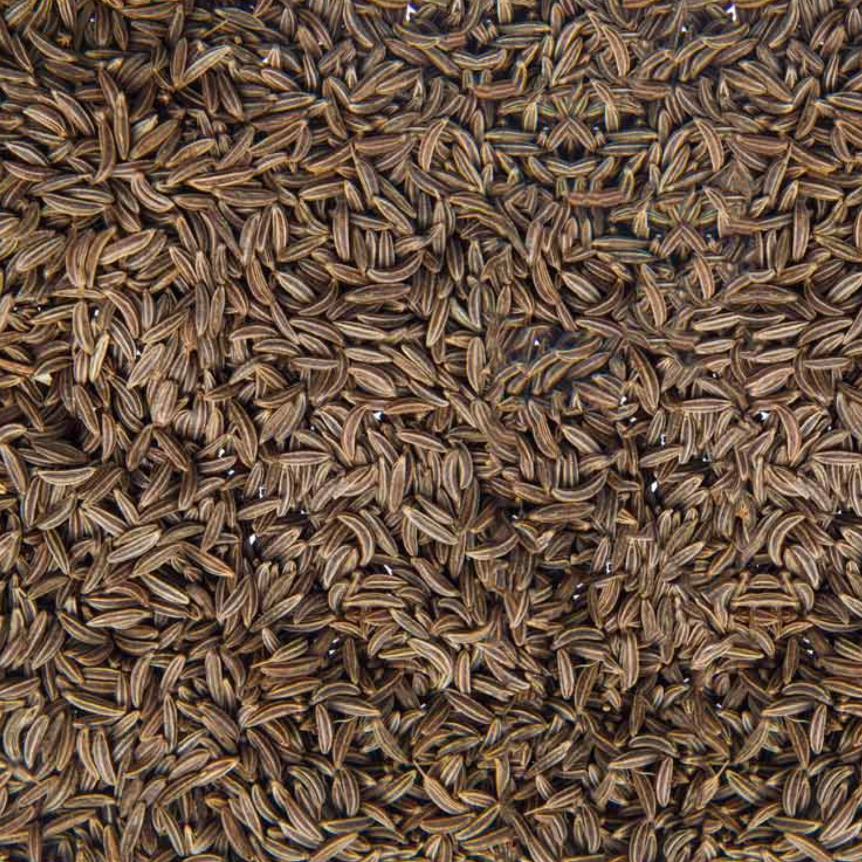 Kmín český celý 10g