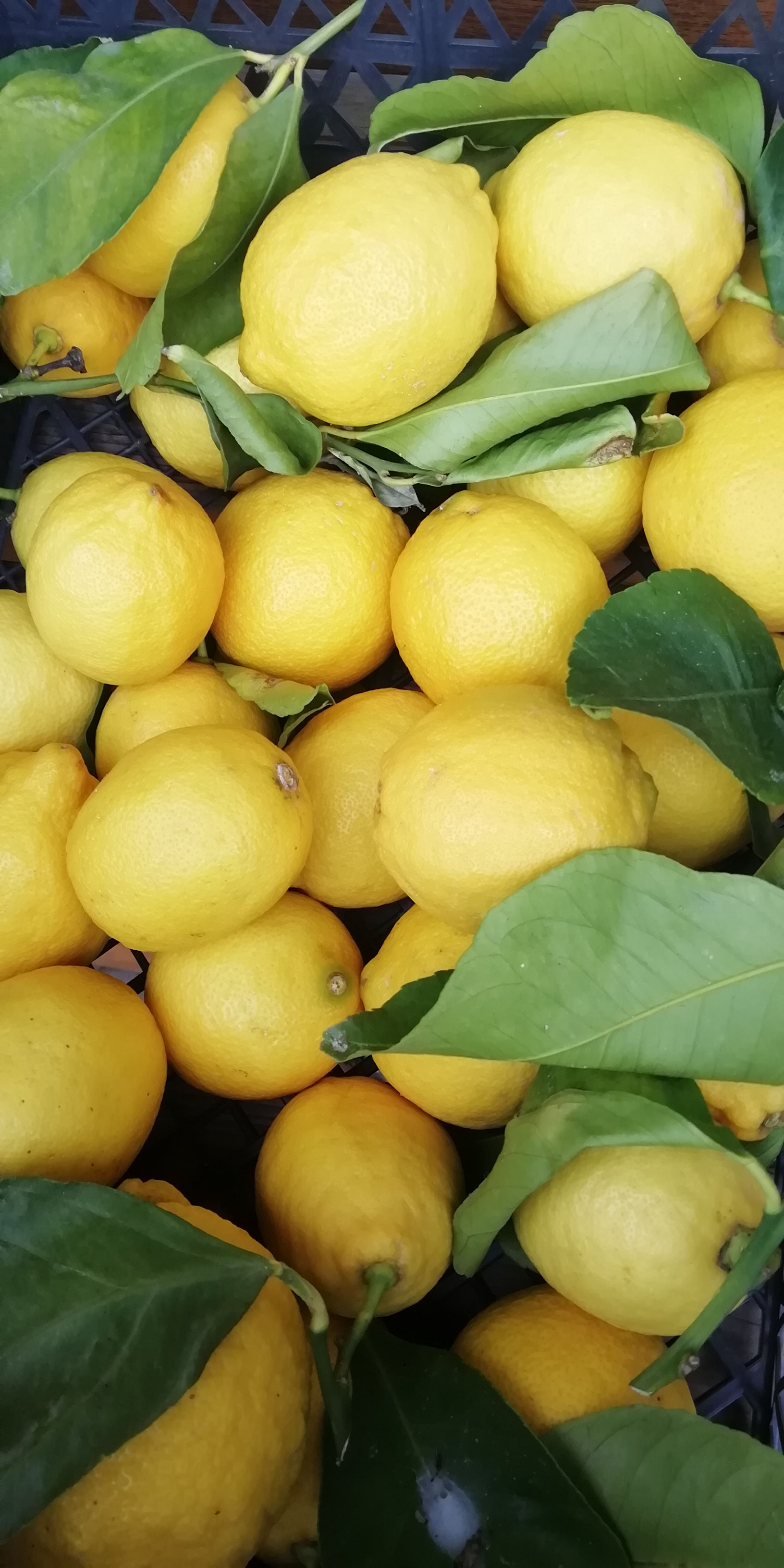 Citrony Itálie 500g