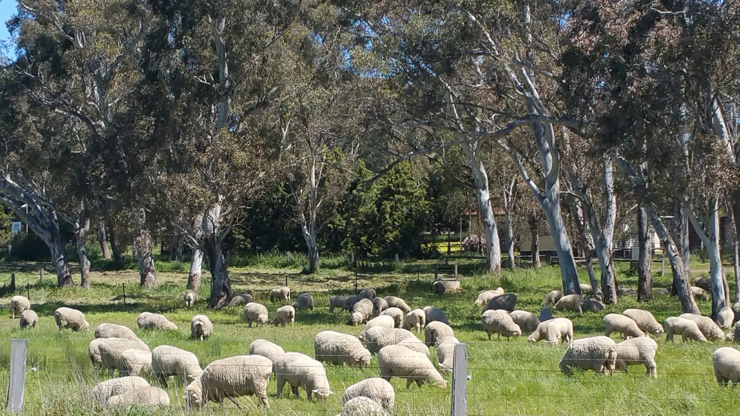 Sheep