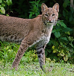Bobcat