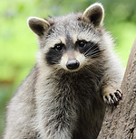 Raccoon