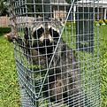 Raccoon Trapping