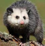 opposum.jfif
