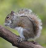 squirrel.jfif