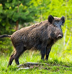 Wild Hog