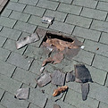 Animal Damage