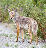 Coyote