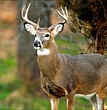 Deer