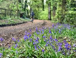 ebike cylist in the new forest with bluebells