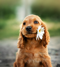 Prepárate para la llegada de tu puppy con estos 15 artículos esenciales.