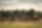21765808_729205440597025_786507449270673941_o_edited.jpg