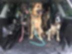 Dog in a car