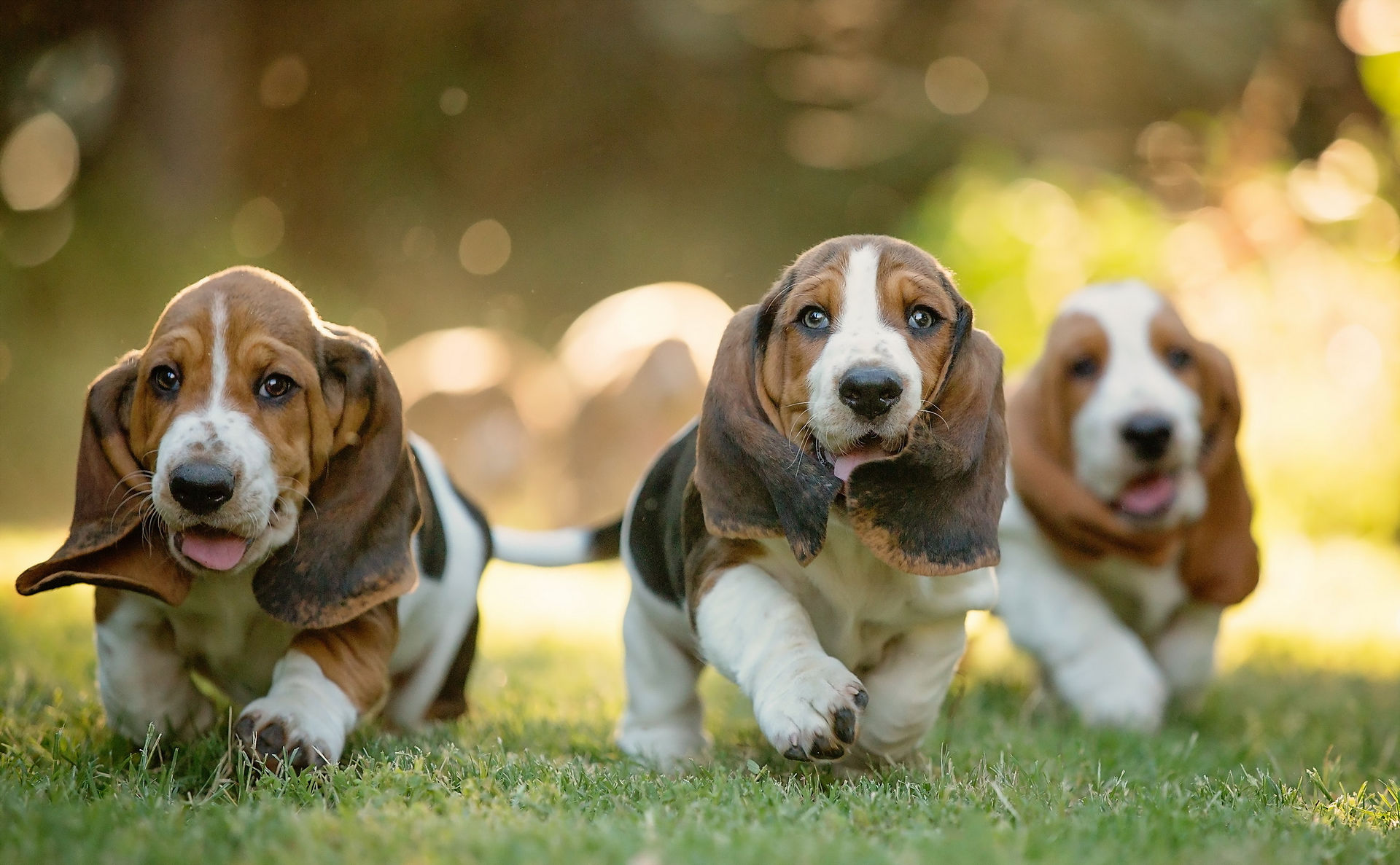 Dachshund-lively-grass-walk-2560x1583