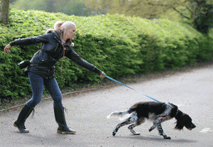 image credit: https://gencon-allin1.co.uk/dog-pull-lead/