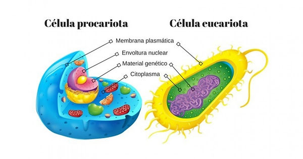 celula-eucariota-procariota-social.jpg