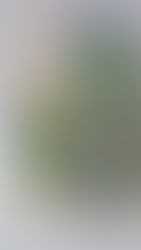 Whisky, whiskey, bourbon???