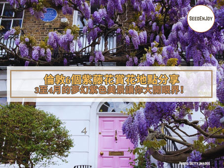 倫敦6個紫藤花賞花地點分享——3至4月的夢幻紫色美景