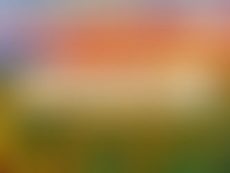 倫敦附近的向日葵 / 太陽花田推介