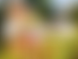 花粉過敏高峰期: 如何應對花粉過敏?