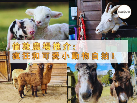 倫敦農場推介: 在城市也可以瘋狂和可愛的小動物自拍！