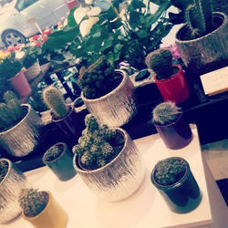 #cactus #paris #fleuriste #pontmirabeau #decoration
