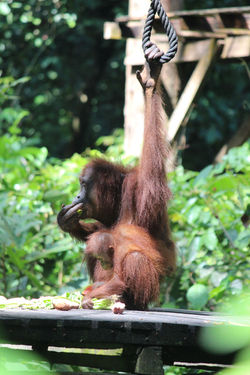 Sepilok - Borneo - Orangutan