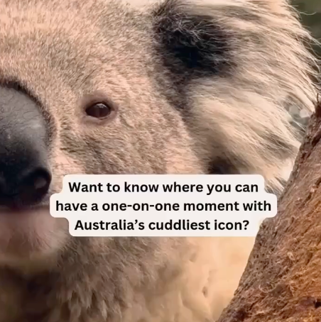 Chasing Koalas: Best Stops for Wildlife Lovers Between Melbourne and Sydney