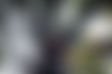 When's the Best Time to Remove Trees in Ohio? 