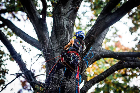 When's the Best Time to Remove Trees in Ohio? 