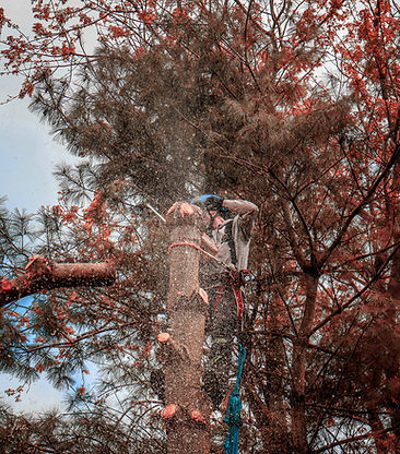 A tree removal company in Medina, Ohio, climbing a pine tree to remove limbs from the top. The arborist is wearing safety gear and using a chainsaw to carefully cut the limbs.