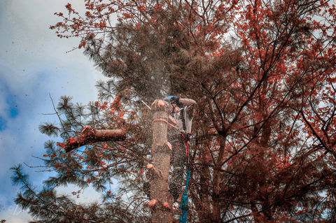 A local arborist with safety gear trimming pine tree branches with a chainsaw.