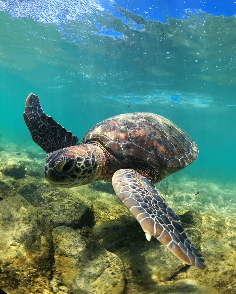 Uma tartaruga verde majestosa nada graciosamente no fundo do mar azul turquesa, simbolizando a rica biodiversidade marinha ao redor de Fernando de Noronha. Esta imagem ilustra a seção de concierge do site da Pousada Moana, refletindo o compromisso da pousada com a natureza e a promoção de experiências únicas de contato com a vida selvagem da região.