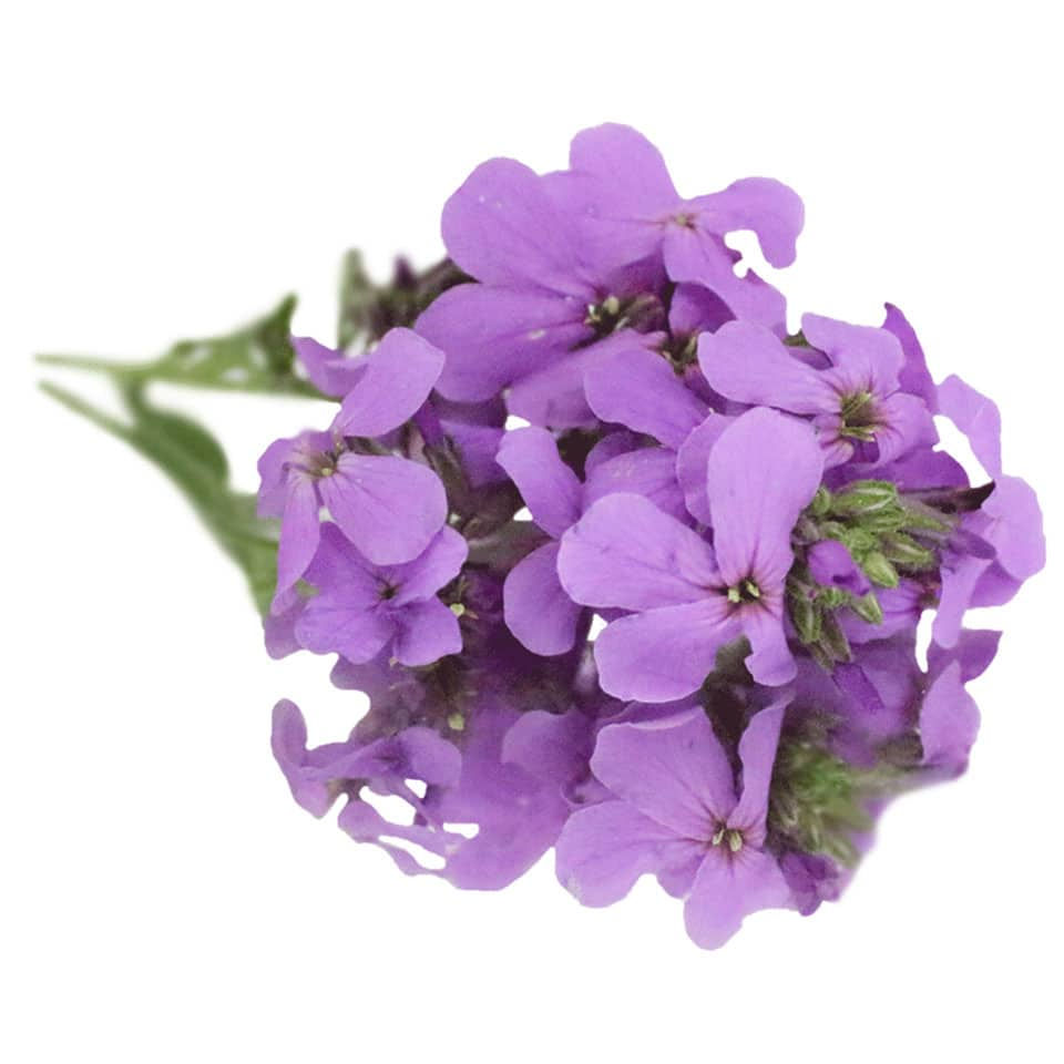 SWEETROCK Sweet Rocket