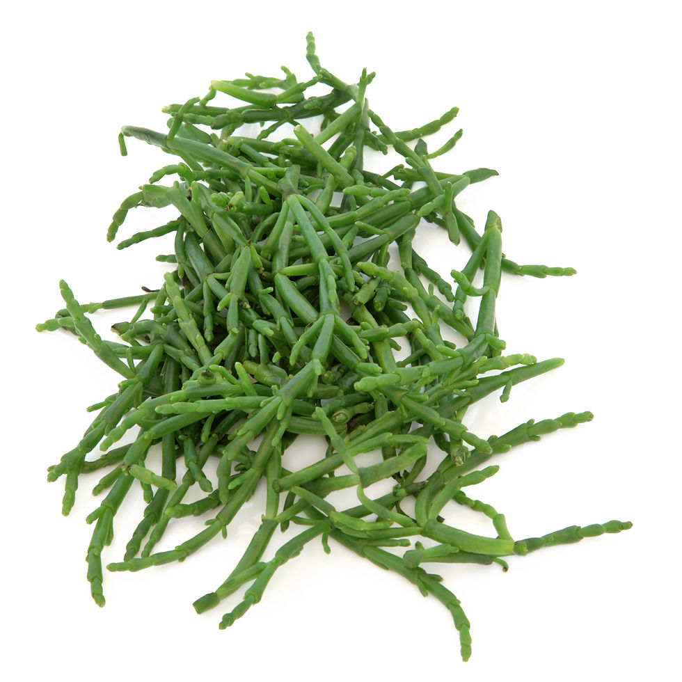SAMPI1 Samphire