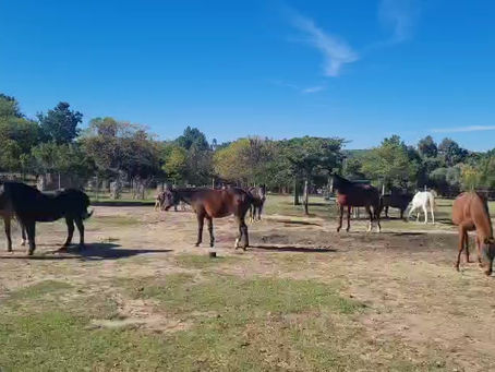 Donkeys Settling into Their New Coats