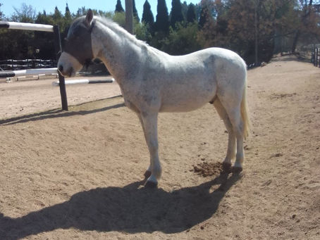 Dusty – A Gentle Soul Finding His Confidence