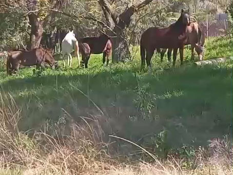 🐴 Horses and Donkeys Enjoying Fresh Grass