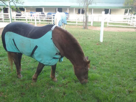 Meet Duchess – The Queen of Kajasun Sanctuary