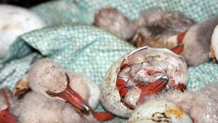 VVM’S CONTRIBUTION TO THE FLAMINGO CHICKS CRISIS