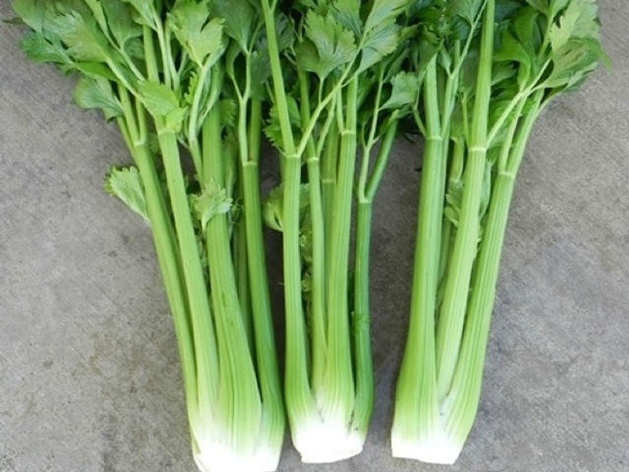 Celery