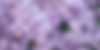 7 Holistic Rituals for Stress & Anxiety Relief Banner (1).png