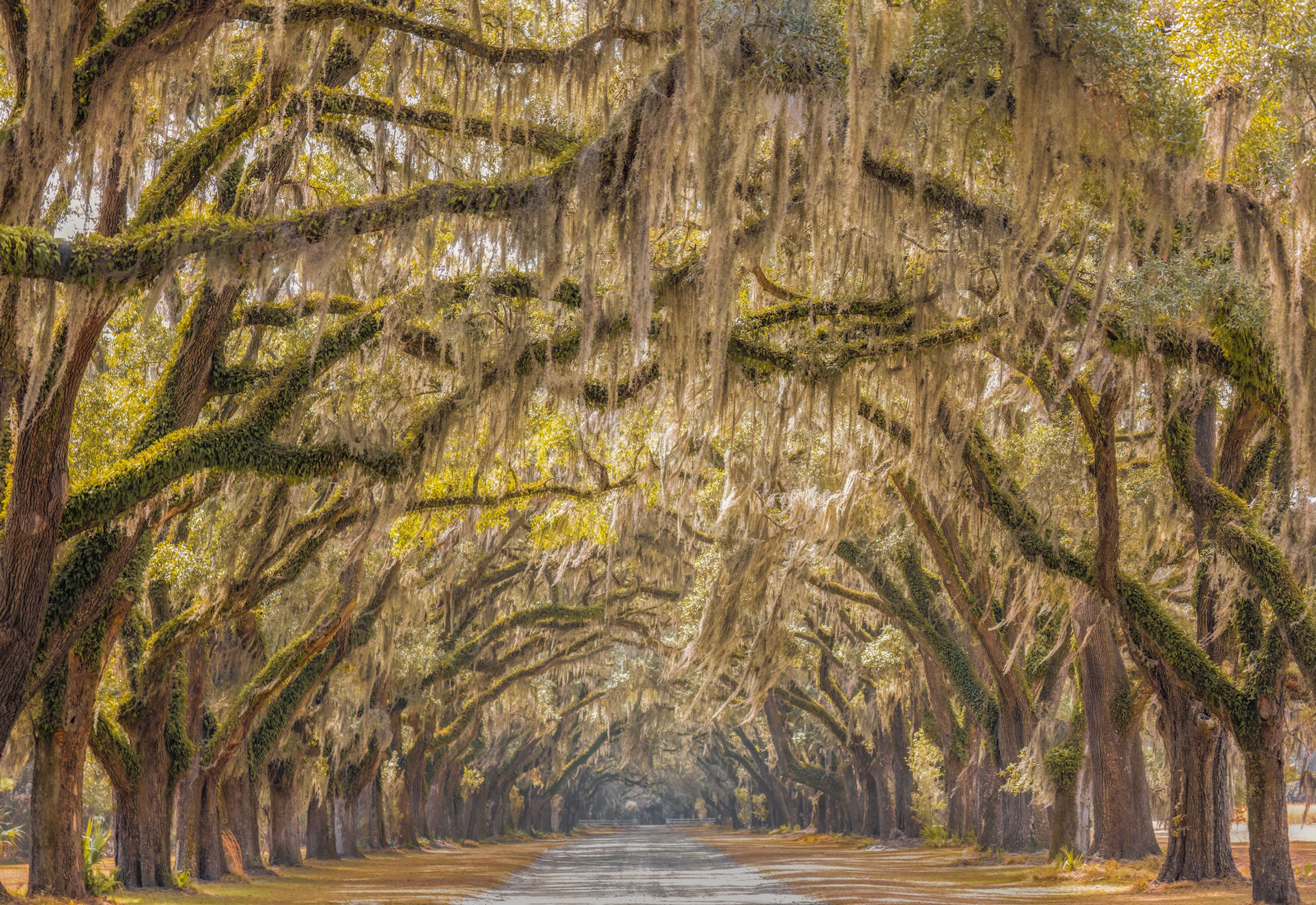 Tunnel of Trees