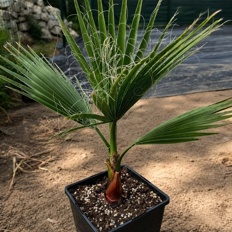 Miniatura: Palma Waszyngtonia Robusta. Dwuletnia sadzonka od Polskich Palm