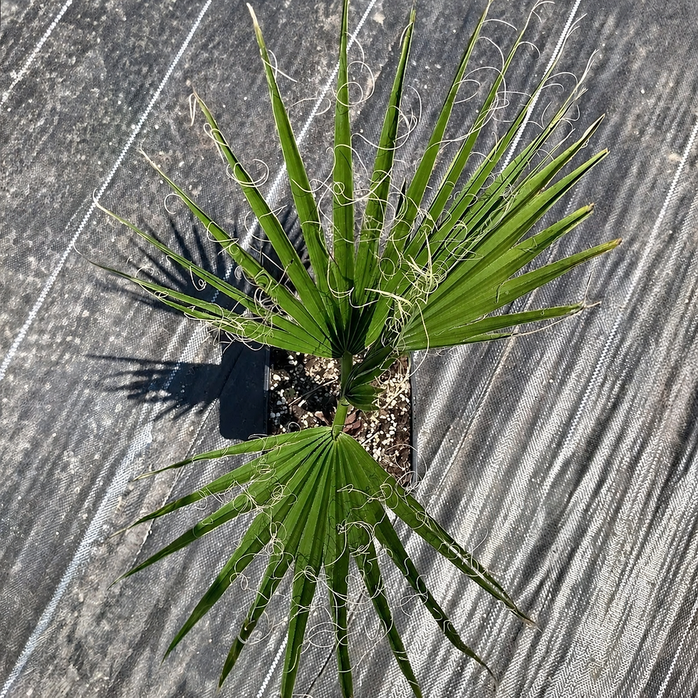 Miniatura: Palma Waszyngtonia Robusta 70-90 cm